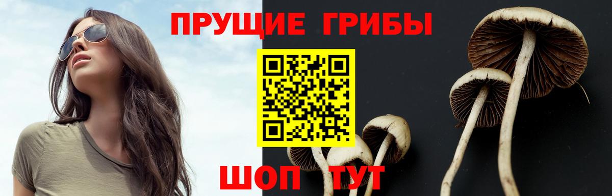 где купить наркотик  Вход с VPN  Березники  Псилоцибиновые грибы GOLDEN TEACHER 